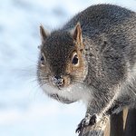 Gray Squirrel