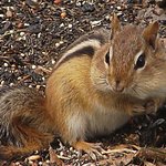 Chippy