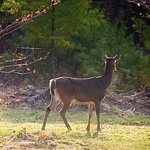 Whitetail Doe
