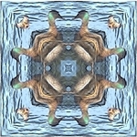 Duck Kaleidoscope