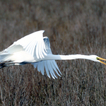 In Flight