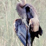 Great Blue Heron 2