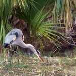 Hungry Great Blue Heron