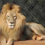 Lion in Repose