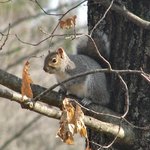 Squirrel in a tree