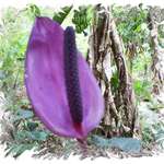 Anthurium