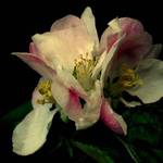apple blossom