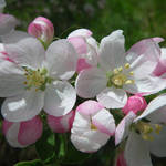 Apple Blossom