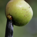 Impaled Apple