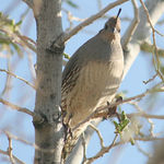 Arizona Quail