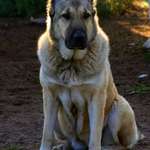 Armenian Gampr Dog