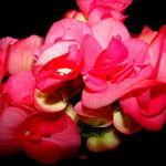 Arresting Pink