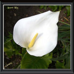 Arum Lily