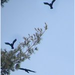 As the crows fly