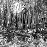 Aspen Shadows
