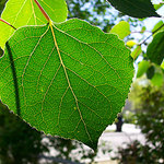 Aspen Leaf