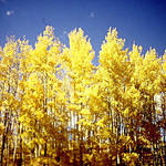 San Juan Aspens