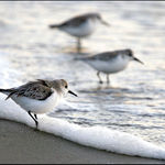 At the Water's Edge