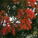  Autumn Colors