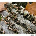 logs and leaves fallen...