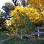 Autumn Gold 1