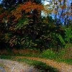 Autumn Gate