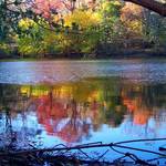 Pond reflections 2