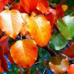 Pear Tree Colors