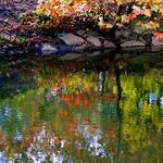foliage reflection 1