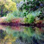 pond impressions