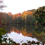 foliage reflected