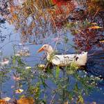 floating through autumn