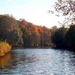 The pond