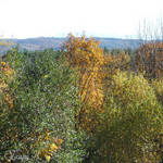 Autumn Shades