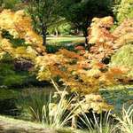 Tree in Autumn Dress, Leafy Glade beyond