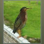 Green Heron