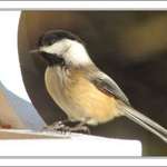 Black-Capped Chickadee