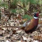 Ringneck Pheasant