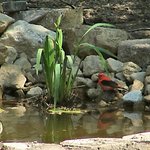 Scarlet Tanager