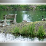 Canada Geese Relaxing