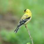 Finch