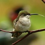 Ruby-throated hummingbird
