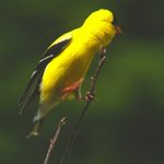 Stupid Bird Trix