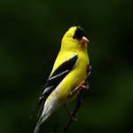 Yellow Finch