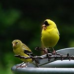 Bird Serenade