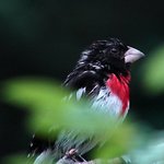 Wet Grosbeak