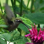 Ruby-throated hummingbird