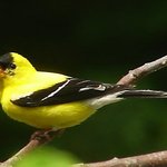 Goldfinch