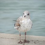Seagull