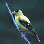 Goldfinch